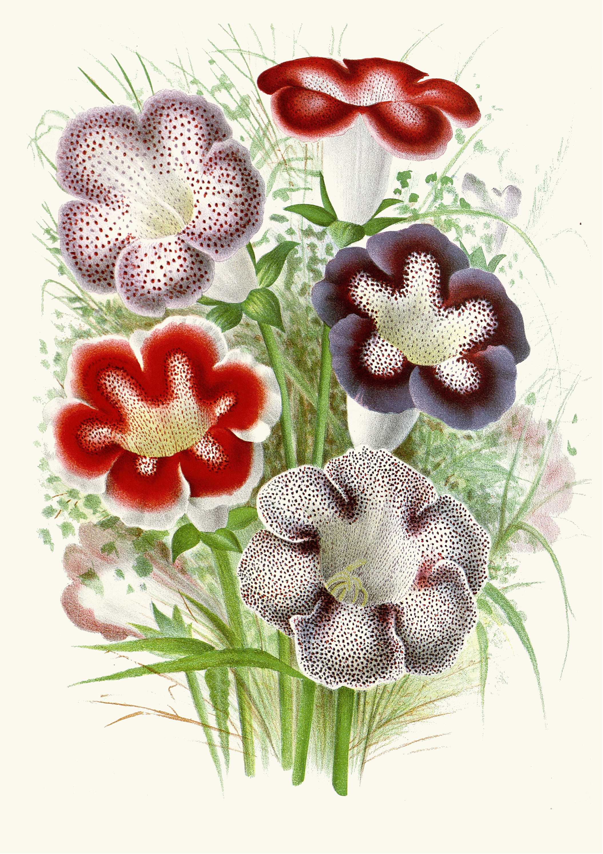 Find out more about Charles Antoine Lemaire - Varietes De Gloxinia